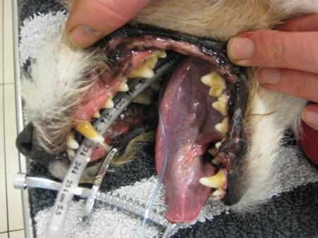 Voor tandbehandeling bij de hond
