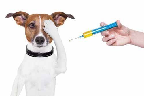 Vaccineren hond