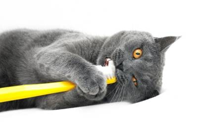 kat met tandenborstel