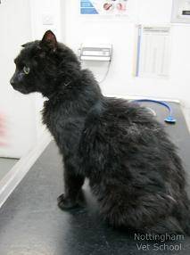 Kaal Tegenstander dump Diergezondheidscentrum Nicolaï | Schildklierproblemen bij de kat
